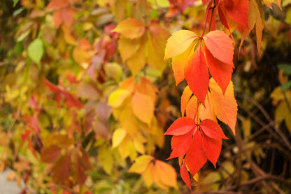 Parthenocissus quinquefolia (Vijfbladerige Wingerd)