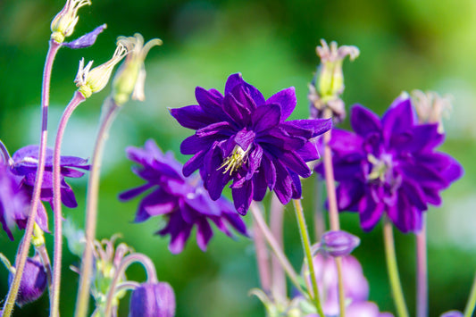 Aquilegia vulgaris 'Blue Barlow' (Akelei)