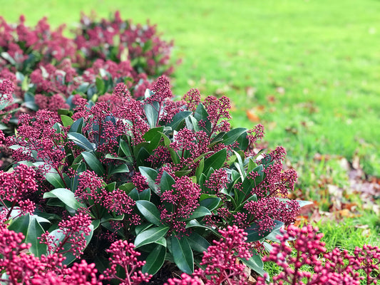Skimmia japonica 'Rubella'