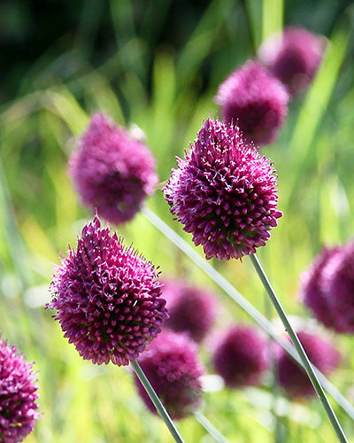 Allium sphaerocephalon (Kogellook / Trommelstokje - Sierui)