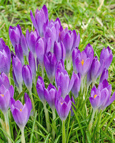 Krokus tommasinianus 'Barr’s Purple' (Boerenkrokus / Elfenkrokus)